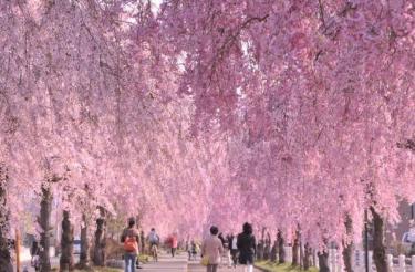 明日のお得情報